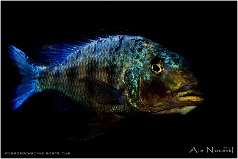 Fossorochromis rostratus